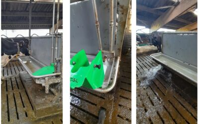 9x Spinder Pingo Reno in Meedhuizen