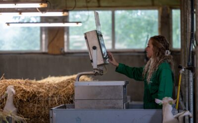 Pensontwikkeling stimuleren met goed ruw- en krachtvoer
